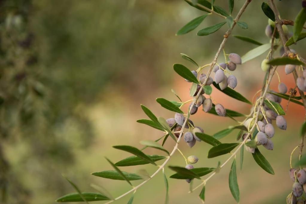 Όμορφο Παραθασυγκρότημα Ενοικιαζόμενων Καταλυμάτων Ως Ολόκληρος Χώρος - Chrani, Ελλάδαλάσσιο Διαμέρισμα Eksteriør bilde